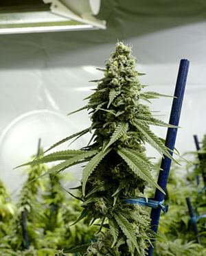 The Perfect Light Schedules For Autoflowering Cannabis - RQS Blog